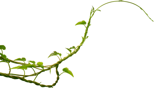 Vine plant, Branch creeper leaf green, Liana tropical nature. - Powered by Adobe