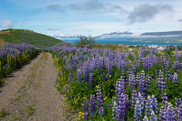 Obraz premium Lupins blooming along the road, Iceland, Europe.