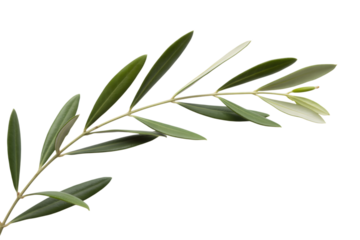 olive branch with lush green leaves  . Isolated on transparent background, png