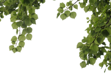 lush green foliage of tree on  clear day . Isolated on transparent background, png