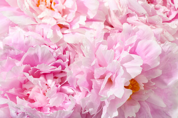 Beautiful pink peony flowers as background, closeup
