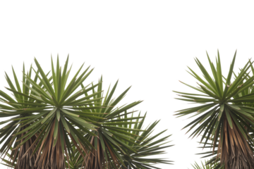 Yucca plants against a clear sky . Isolated on transparent background, png