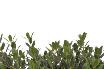 Obraz premium close-up shot of vibrant green leaves in the natural setting . Isolated on transparent background, png