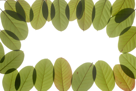 framing green leaves against the light with the focus on the leaves itself  . Isolated on transparent background, png