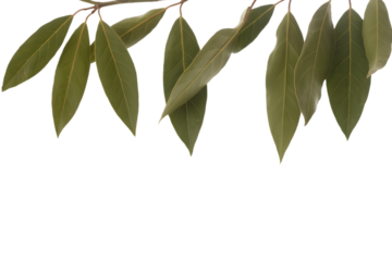laurel leaves on branch . Isolated on transparent background, png