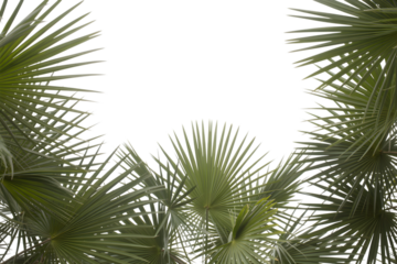 close up shot of palm tree leaf during daytime . Isolated on transparent background, png