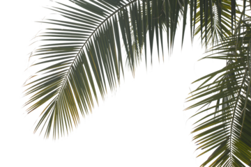 lush green palm fronds, nature's elegance . Isolated on transparent background, png