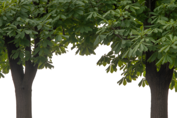 lush green tree branches against a bright day . Isolated on transparent background, png
