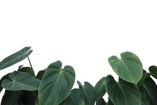 lush green plant leaves. Isolated on transparent background, png