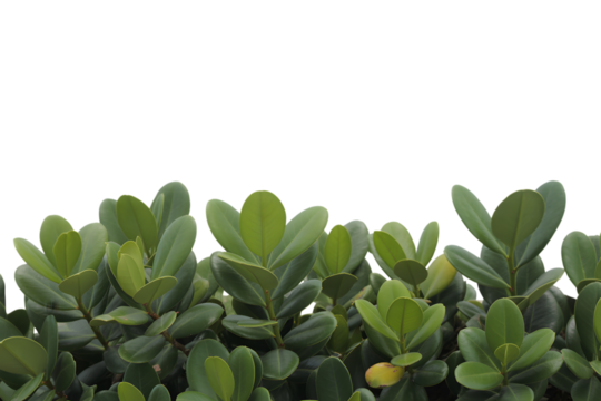 Lush green leaves with blank space on top  . Isolated on transparent background, png