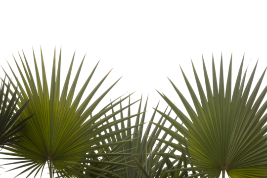 palm tree leaves against the sky . Isolated on transparent background, png