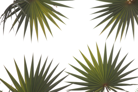 Green Palm Leaves. Isolated on transparent background, png
