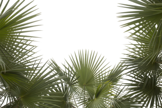 close up shot of palm tree leaf during daytime . Isolated on transparent background, png
