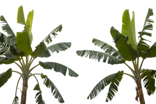 lush banana trees flourishing with green leaves against a minimalist backdrop . Isolated on transparent background, png