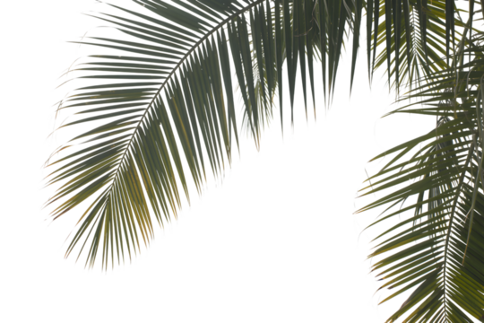 lush green palm fronds, nature's elegance . Isolated on transparent background, png