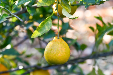 シラヌヒ（不知火）　Shiranui　Dekopon