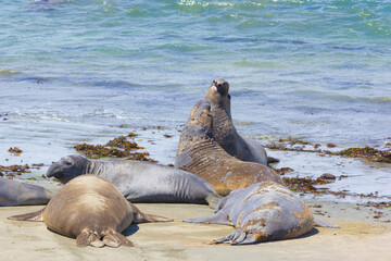Sealions at the  beach