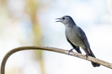 A gray (or grey) catbird (Dumetella carolinensis) closeup portrait in south Florida