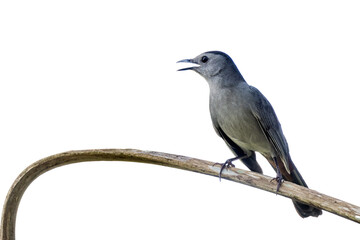 A gray (or grey) catbird (Dumetella carolinensis) closeup portrait in south Florida. Transparent PNG isolated from my original photo on a blank background. Real photo asset.