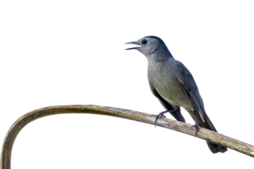 A gray (or grey) catbird (Dumetella carolinensis) closeup portrait in south Florida. Transparent PNG isolated from my original photo on a blank background. Real photo asset.
