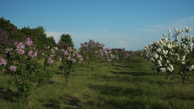 Lilac varieties bloom in neat rows across Dobele Lilac garden field in spring, showcasing vibrant floral diversity under a clear blue sky in Europe&rsquo;s largest lilac garden. 