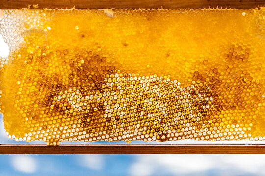 Honeycomb with honey up-close with blue sky in background