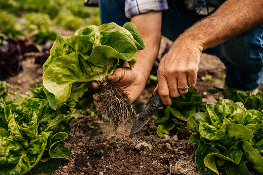 Man Farming Lettuce 