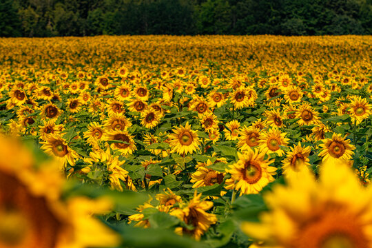 Field of sunflowers