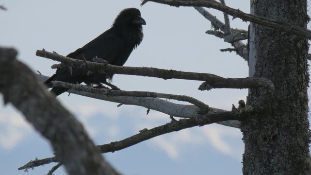 A raven on a branch with a mountain range in the background