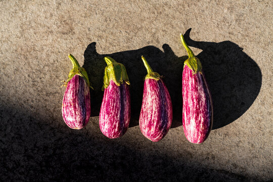 Colorful Summer Eggplant Lineup