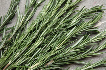 Fresh rosemary on grey background