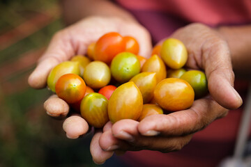 Farmer's hands pick organically grown tomatoes on a rural outdoor farm. Food, organic vegetables.