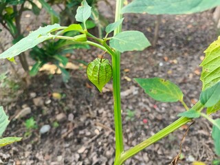 Cape gooseberry (Physalis angulata or Physalis minima). This fruit is small, round, and green when unripe. Its distinctive feature is that it is wrapped in a thin, paper-like calyx