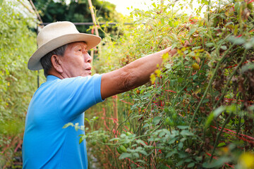 An elderly male farmer wearing a hat is in his organic tomato farm. He is picking tomatoes. Food, Agriculture, Organic vegetables.