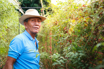 Portrait of an elderly male farmer wearing a hat in an organic tomato farm. Food, Agriculture, Organic Vegetables.