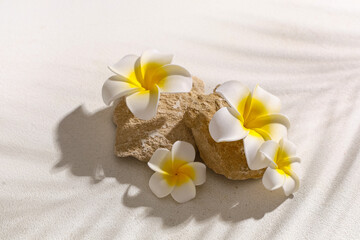 Stones with beautiful plumeria flowers and shadow of palm leaf on white background