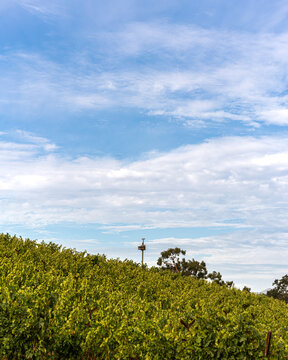Birdhouse in Vineyard with Blue Sky