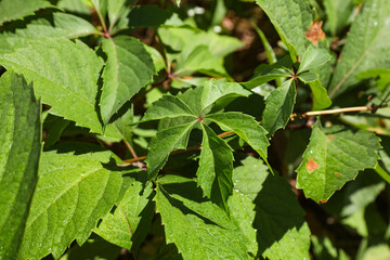 Beautiful green leaves of elm tree outdoors