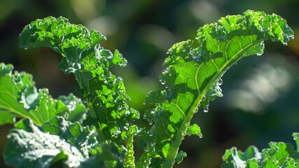 Kale leaves with water droplets in sunlight, showcasing healthy plant life, for food articles - Powered by Adobe