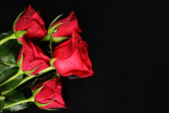 Many beautiful red rose flowers on black background - Powered by Adobe