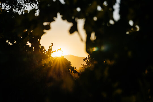 Sunrise in the vineyard 