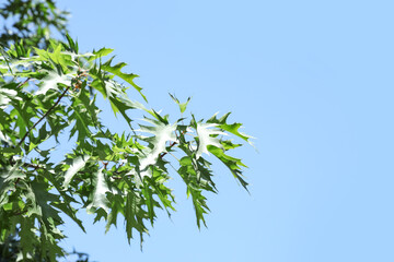 Oak tree branches with green leaves on sky background