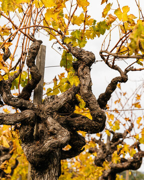 Ancient Gnarled Vine with Fall Colors