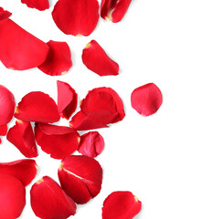 Many red rose petals on white background
