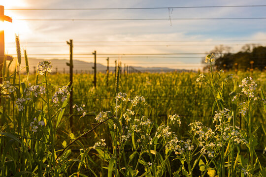 Springtime in the vineyard with flowers