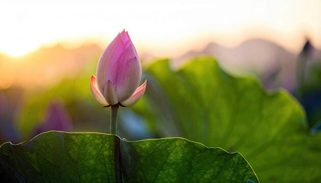 Close-up of a pink lotus bud with green leaves, illuminated by the warm light of the setting sun.
