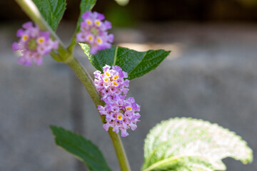 Erva cidreira (Melissa officinalis). Chá	
