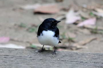 Willie Wagtail bird standing on a piece of timber in Australia