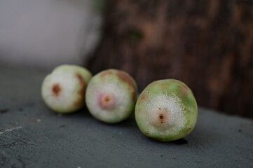 cut cross section of creeping fig fruit, green and brown seeds, ficus pumila botany detail, unripe ficus pumila fruit sliced open, climbing fig plant, scientific background texture