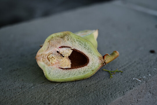 cut cross section of creeping fig fruit with ant, internal structure, ficus pumila botanical macro, unripe ficus pumila syconium sliced, insect walking on surface, natural botany detail